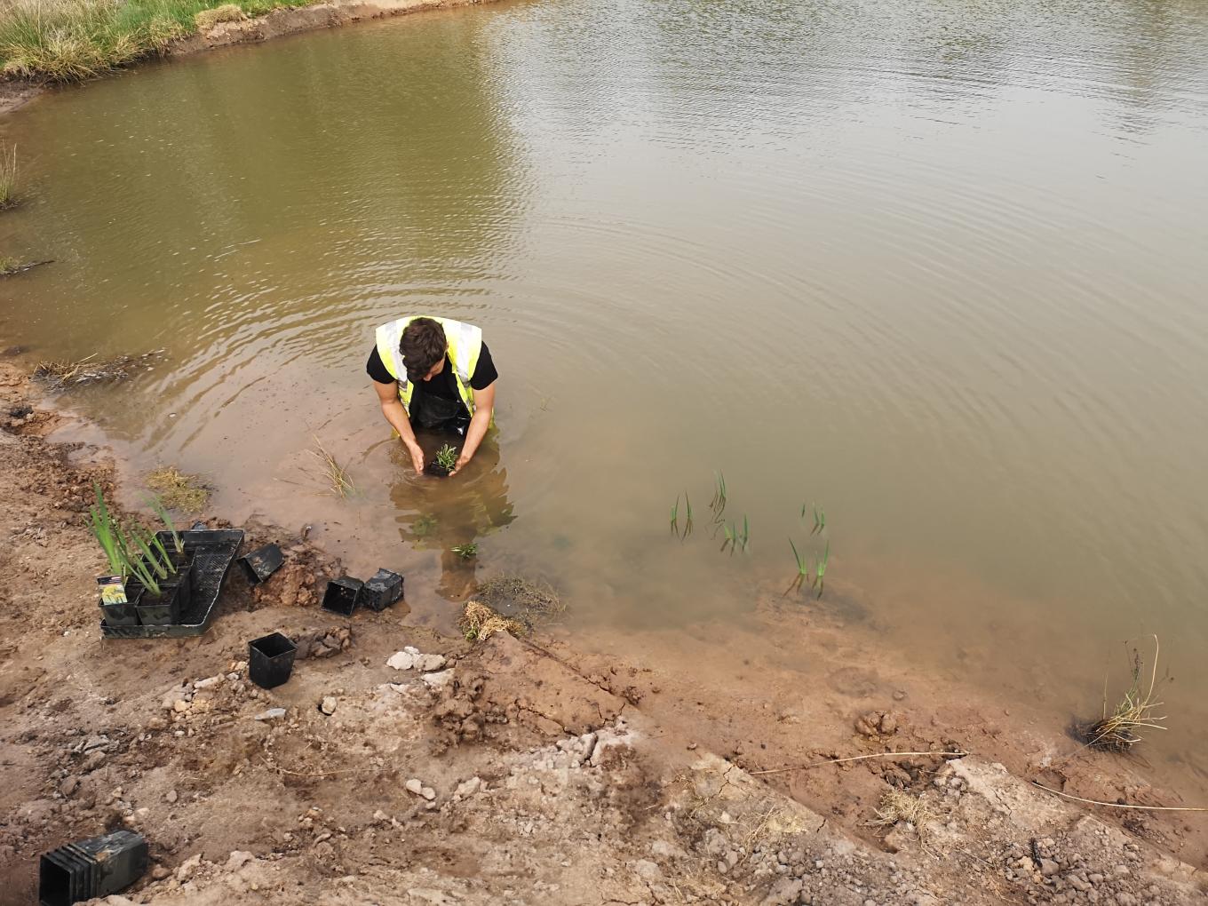 Planting up a new mitigation pond